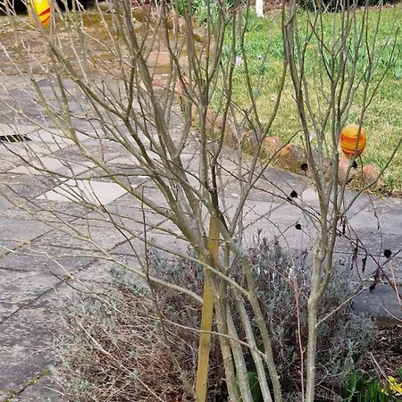 Kleines Haus Am Wald, Garten, Citybahnanbindung