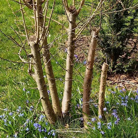 Tatil Evi Kleines Haus Am Wald, Garten, Citybahnanbindung *